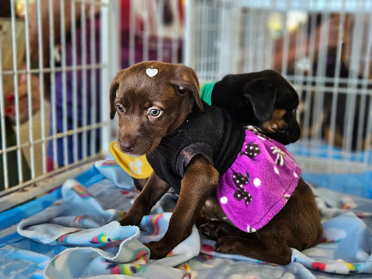 Tigela Cheia neste sábado (29) com troca de PETs por ração em Ribeirão Pires