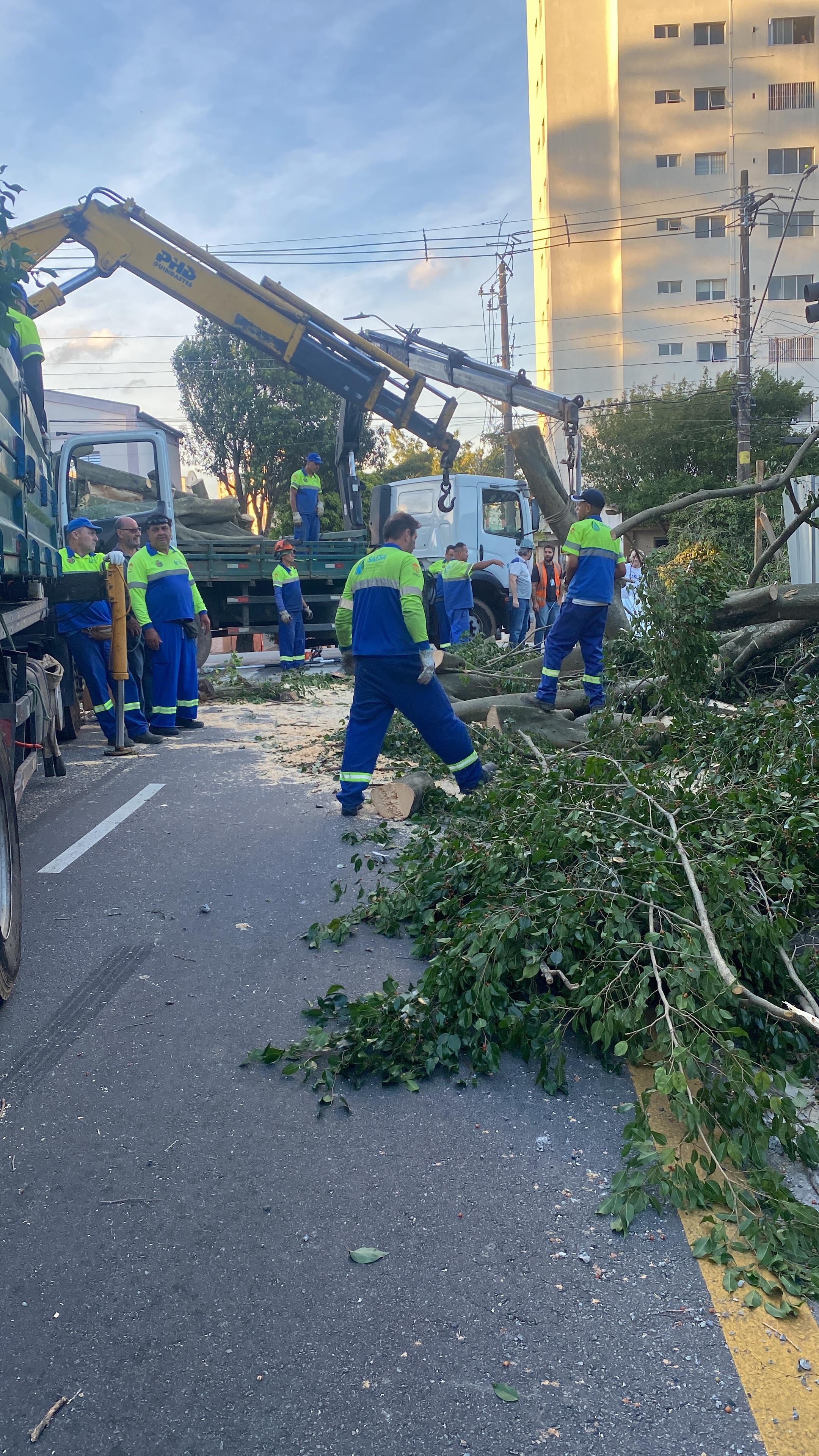 Após ventania, força-tarefa da Prefeitura de São Caetano garante retomada dos serviços na cidade