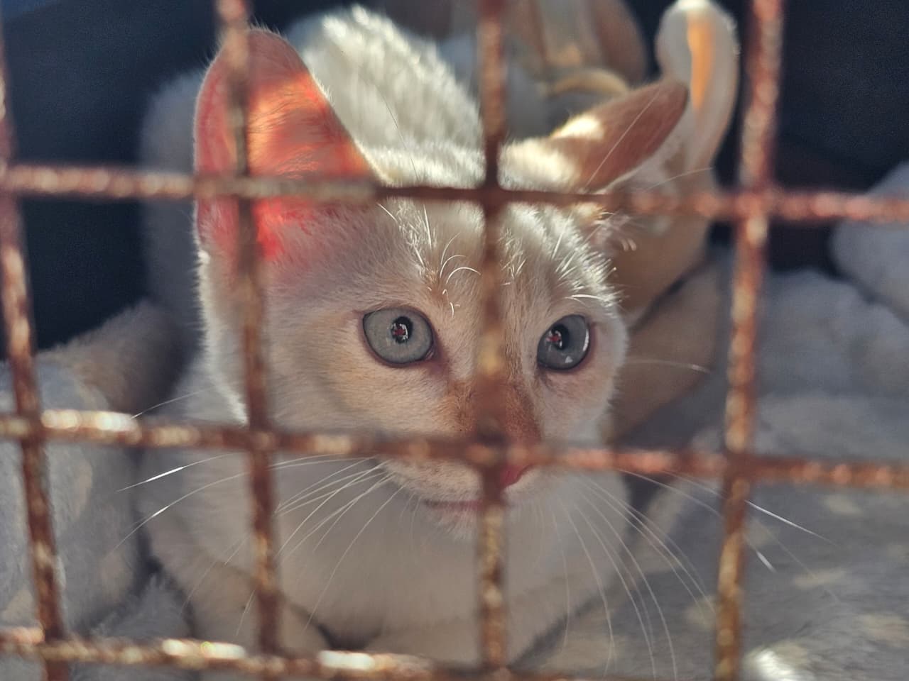 Projeto “Tigela Cheia” reúne adoção de animais e troca de recicláveis por ração neste sábado em Ribeirão Pires