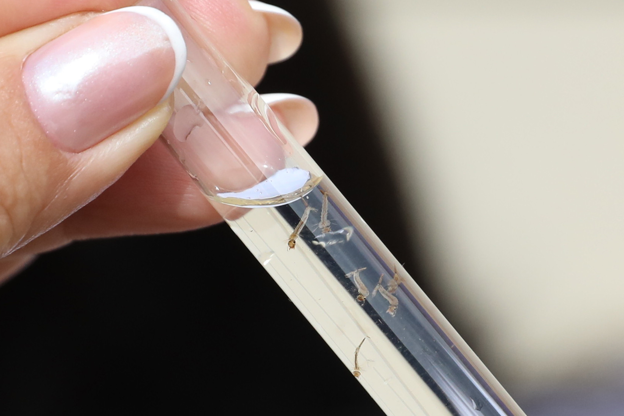 Carnaval acende alerta para testagem rápida da dengue