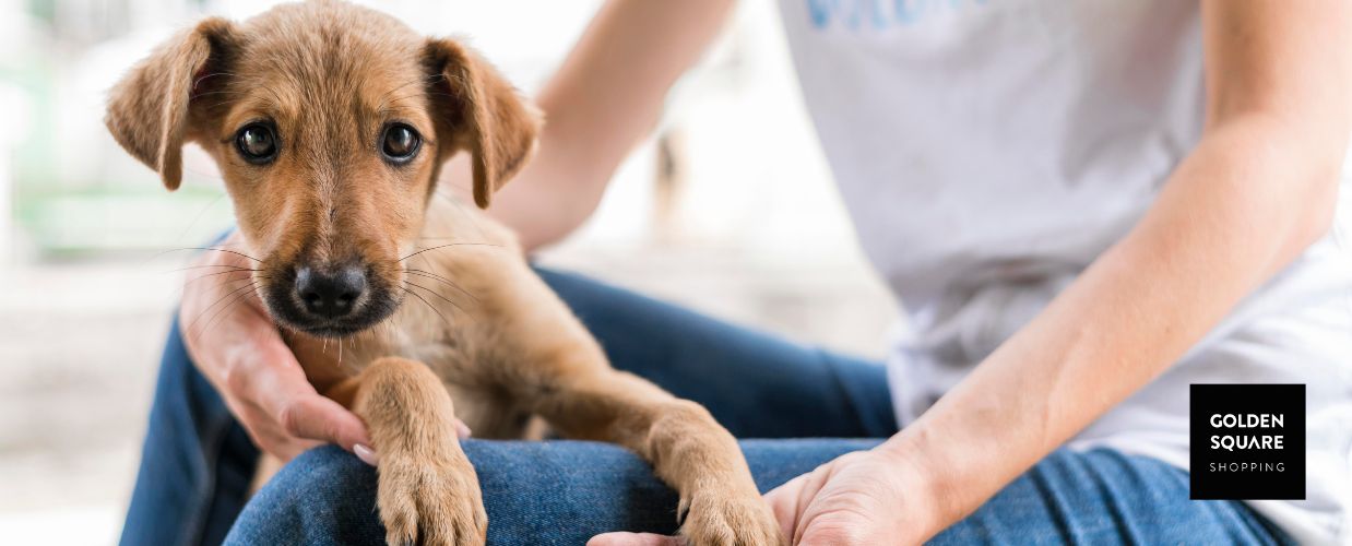 Golden Square Shopping recebe evento de adoção responsável de cães e gatos no ABC