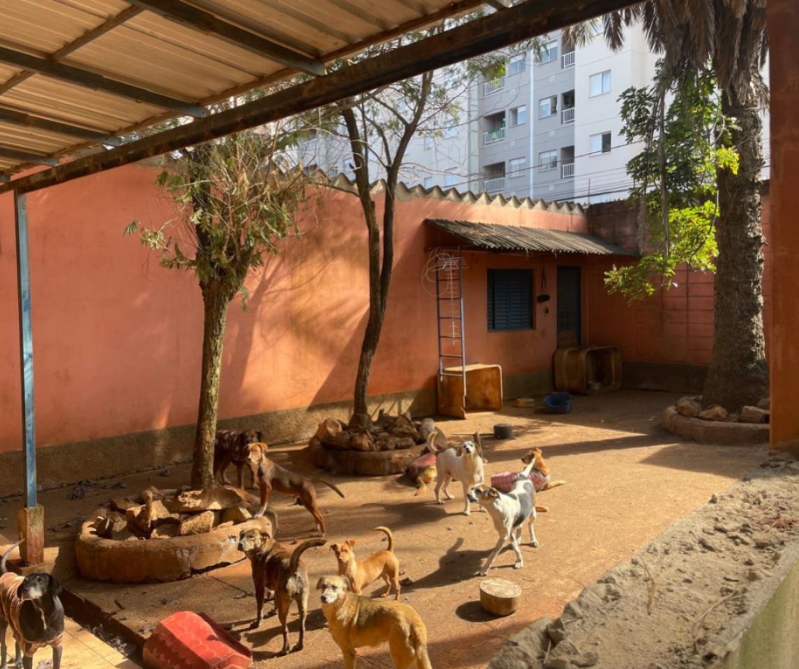 ONG que cuida de animais abandonados em Sorocaba é revitalizada por colaboradores de multinacional