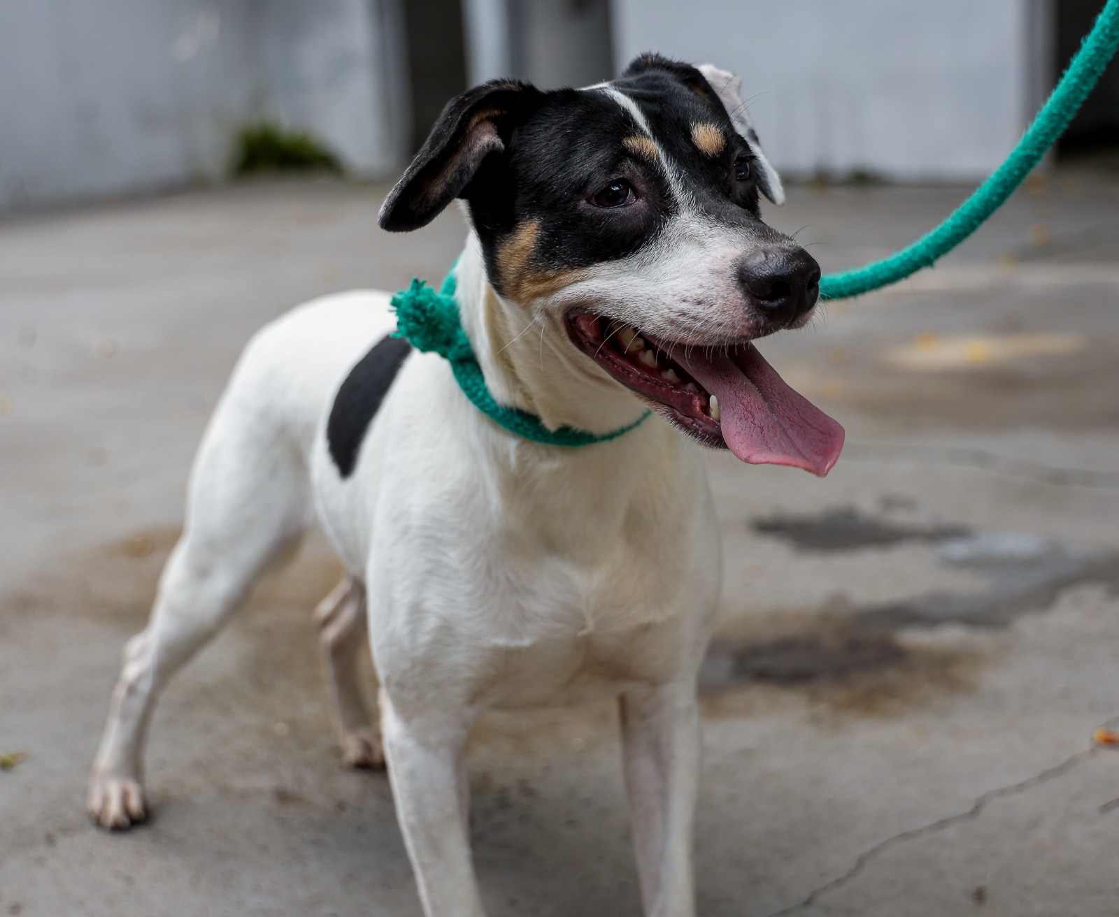 CCZ de São Caetano promove Festa de Adoção de Cães e Gatos neste sábado