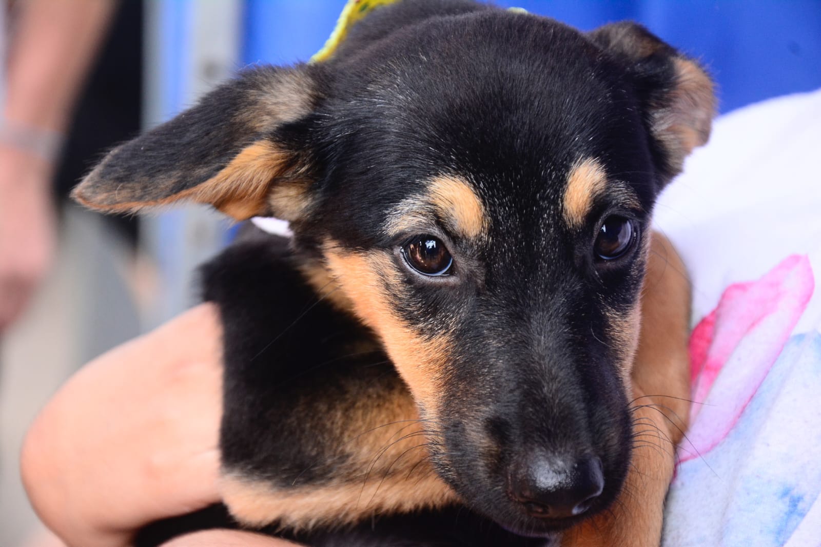 Santo André ganha nova feira de adoção de animais com evento no Hospital Veterinário