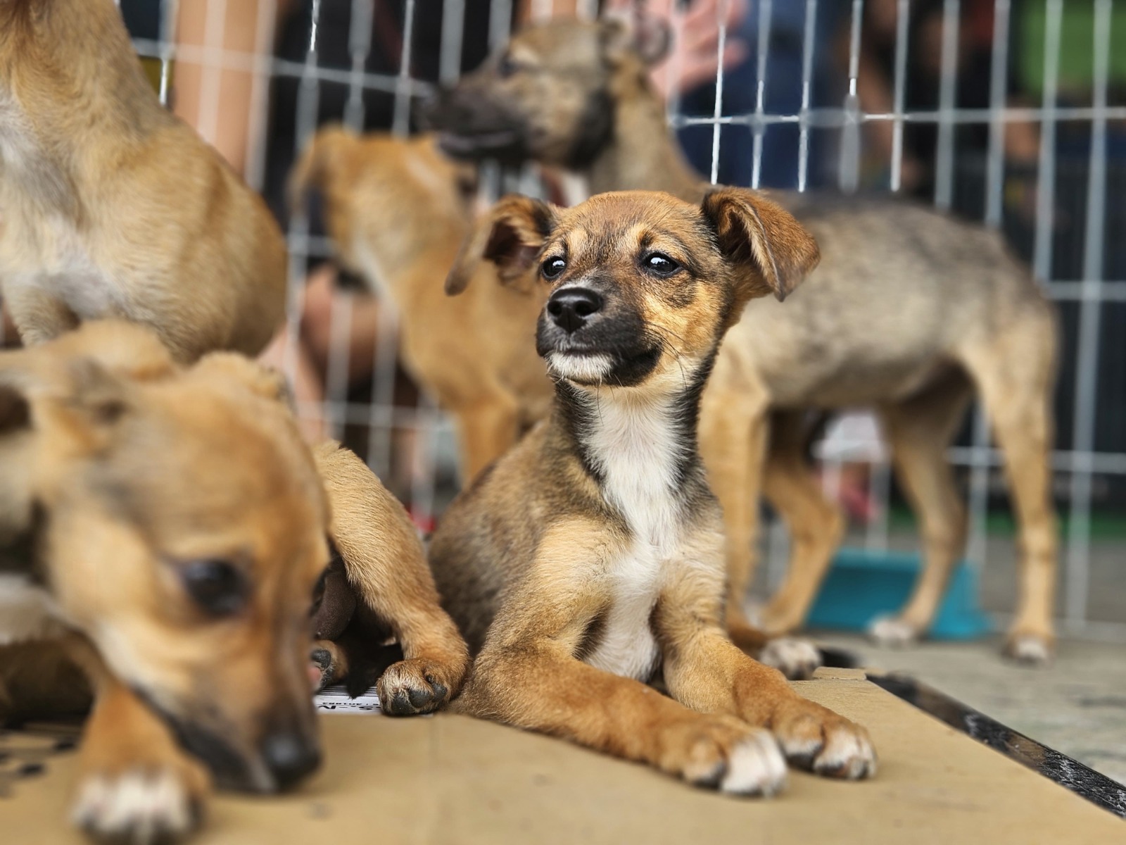 Ribeirão Pires promove Feira de Adoção de Cães e Gatos neste sábado (30)