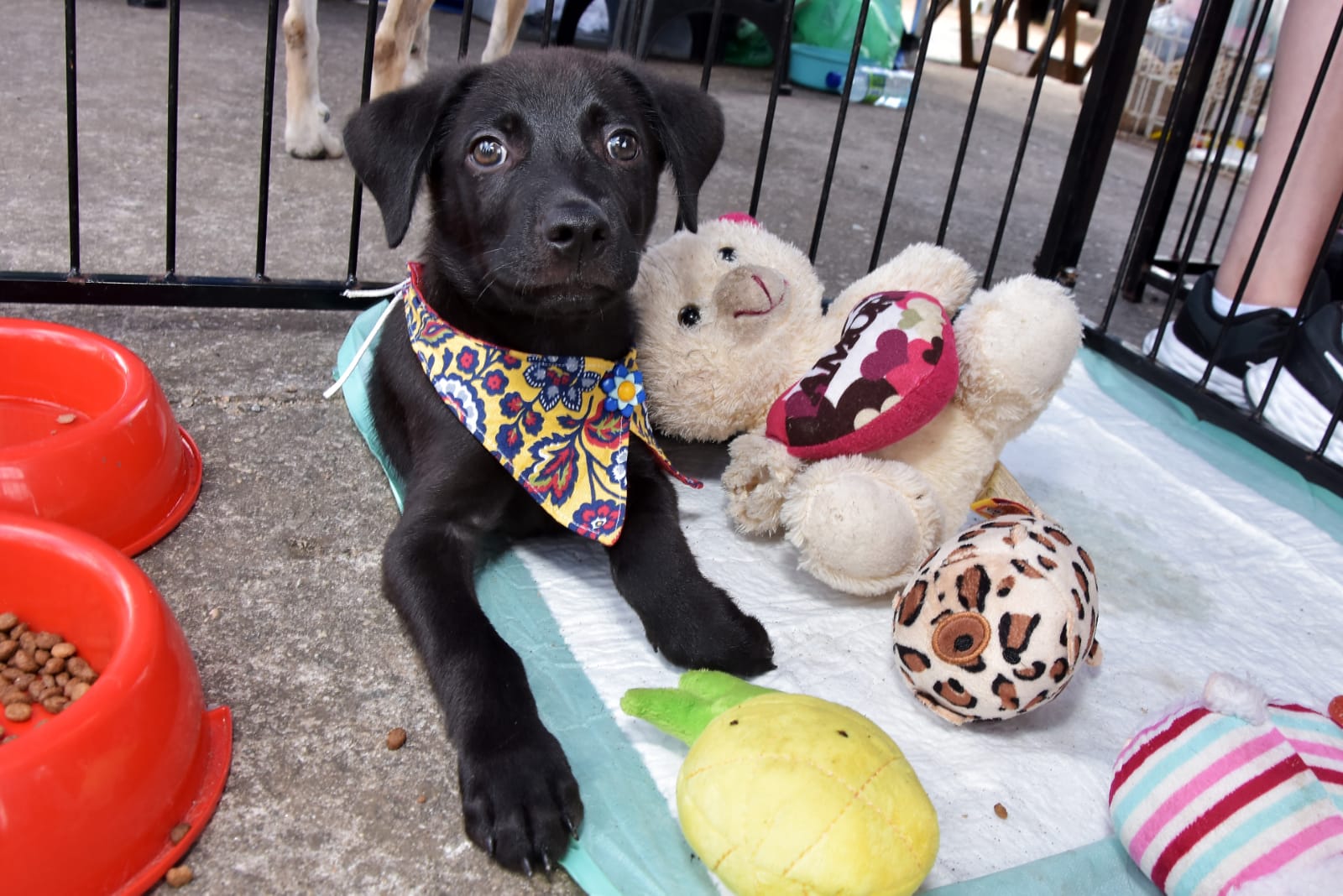 Feira disponibiliza 169 animais para adoção em Santo André